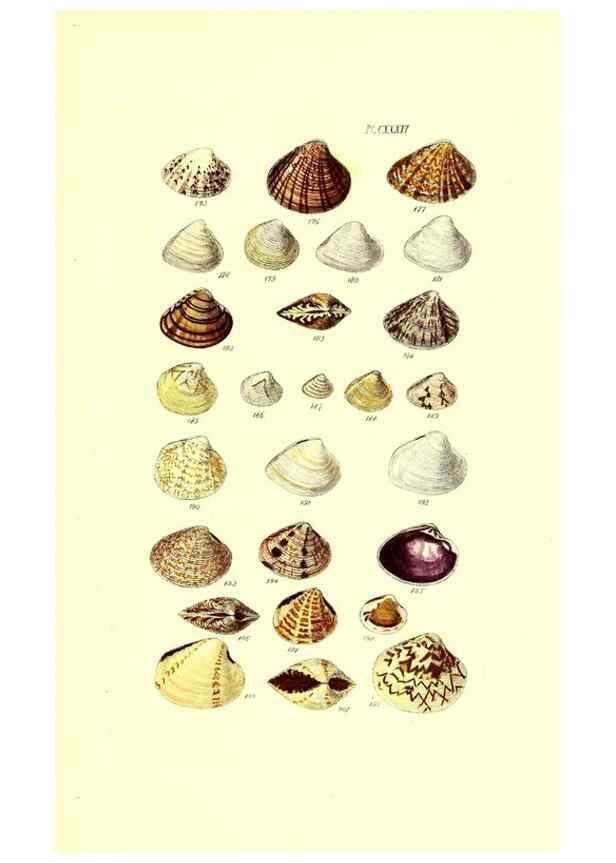 Reproducción/Reproduction 49491421118: Thesaurus conchyliorum, or, Monographs of genera of shells. London :Sowerby ...,1847-1887.. 