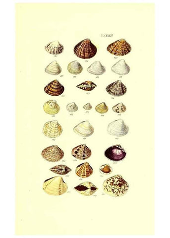 Reproducción/Reproduction 49491421118: Thesaurus conchyliorum, or, Monographs of genera of shells. London :Sowerby ...,1847-1887.. 