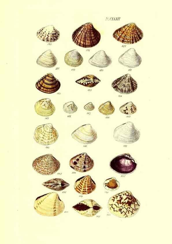 Reproducción/Reproduction 49491421118: Thesaurus conchyliorum, or, Monographs of genera of shells. London :Sowerby ...,1847-1887.. 