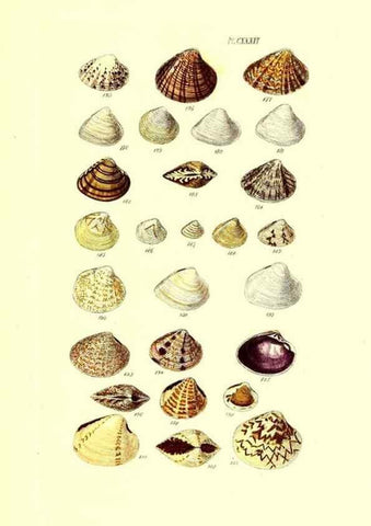 Reproducción/Reproduction 49491421118: Thesaurus conchyliorum, or, Monographs of genera of shells. London :Sowerby ...,1847-1887.. 