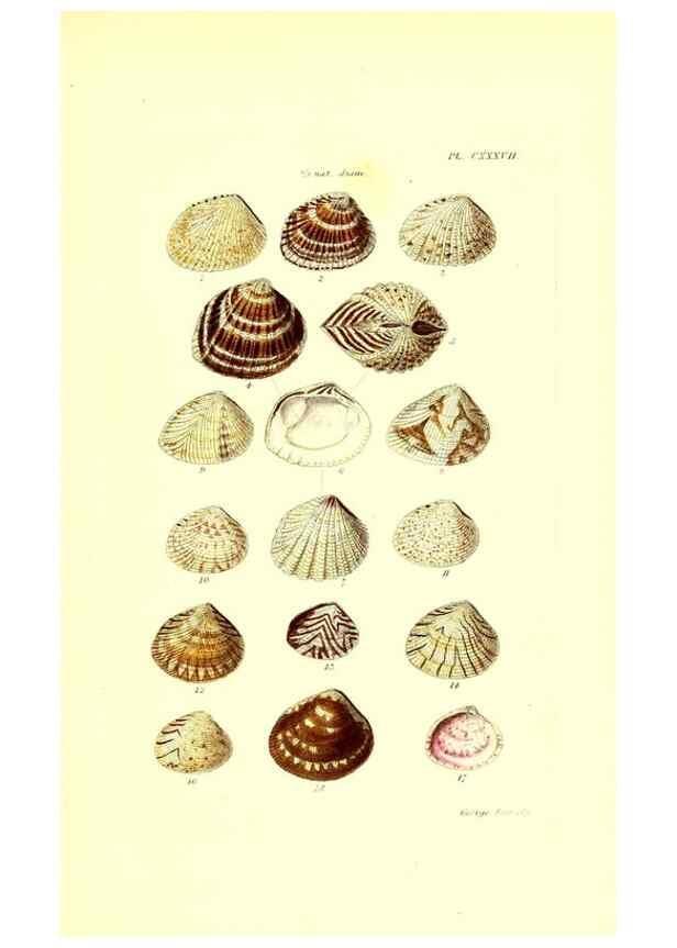 Reproducción/Reproduction 49491421288: Thesaurus conchyliorum, or, Monographs of genera of shells. London :Sowerby ...,1847-1887.. 
