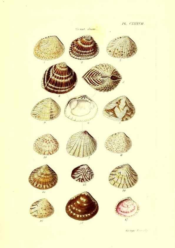 Reproducción/Reproduction 49491421288: Thesaurus conchyliorum, or, Monographs of genera of shells. London :Sowerby ...,1847-1887.. 