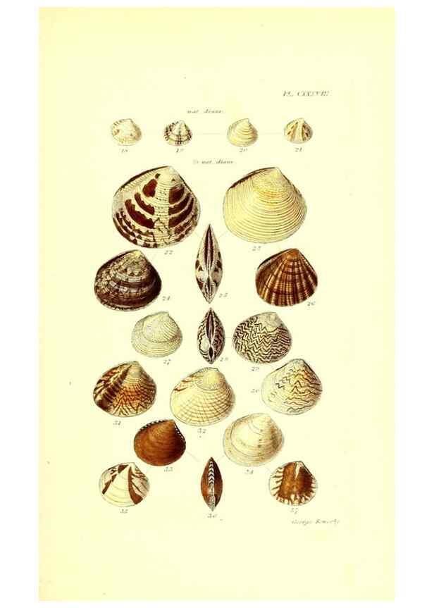 Reproducción/Reproduction 49492132552: Thesaurus conchyliorum, or, Monographs of genera of shells. London :Sowerby ...,1847-1887.. 