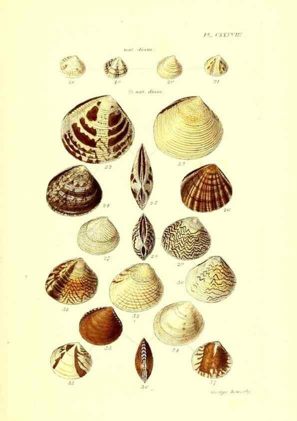 Reproducción/Reproduction 49492132552: Thesaurus conchyliorum, or, Monographs of genera of shells. London :Sowerby ...,1847-1887.. 