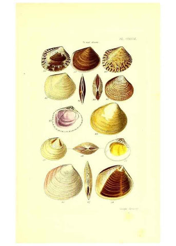 Reproducción/Reproduction 49491922666: Thesaurus conchyliorum, or, Monographs of genera of shells. London :Sowerby ...,1847-1887.. 