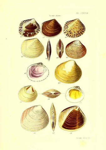 Reproducción/Reproduction 49491922666: Thesaurus conchyliorum, or, Monographs of genera of shells. London :Sowerby ...,1847-1887.. 