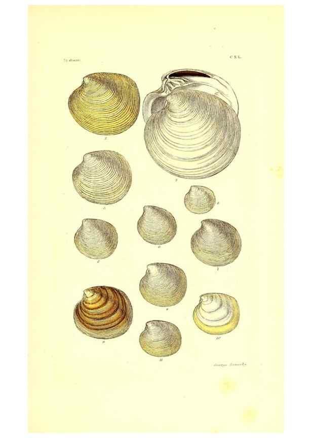 Reproducción/Reproduction 49491421883: Thesaurus conchyliorum, or, Monographs of genera of shells. London :Sowerby ...,1847-1887.. 