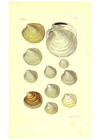 Reproducción/Reproduction 49491421883: Thesaurus conchyliorum, or, Monographs of genera of shells. London :Sowerby ...,1847-1887.. 