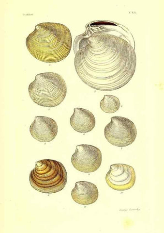 Reproducción/Reproduction 49491421883: Thesaurus conchyliorum, or, Monographs of genera of shells. London :Sowerby ...,1847-1887.. 