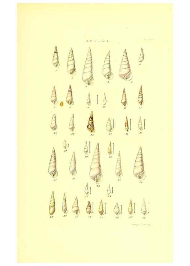 Reproducción/Reproduction 49492141482: Thesaurus conchyliorum, or, Monographs of genera of shells. London :Sowerby ...,1847-1887.. 