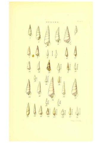 Reproducción/Reproduction 49492141482: Thesaurus conchyliorum, or, Monographs of genera of shells. London :Sowerby ...,1847-1887.. 