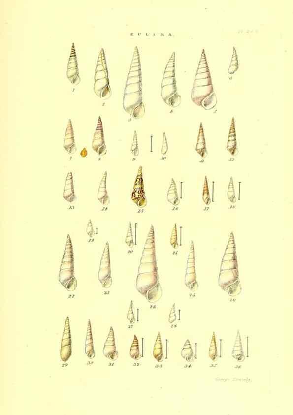 Reproducción/Reproduction 49492141482: Thesaurus conchyliorum, or, Monographs of genera of shells. London :Sowerby ...,1847-1887.. 