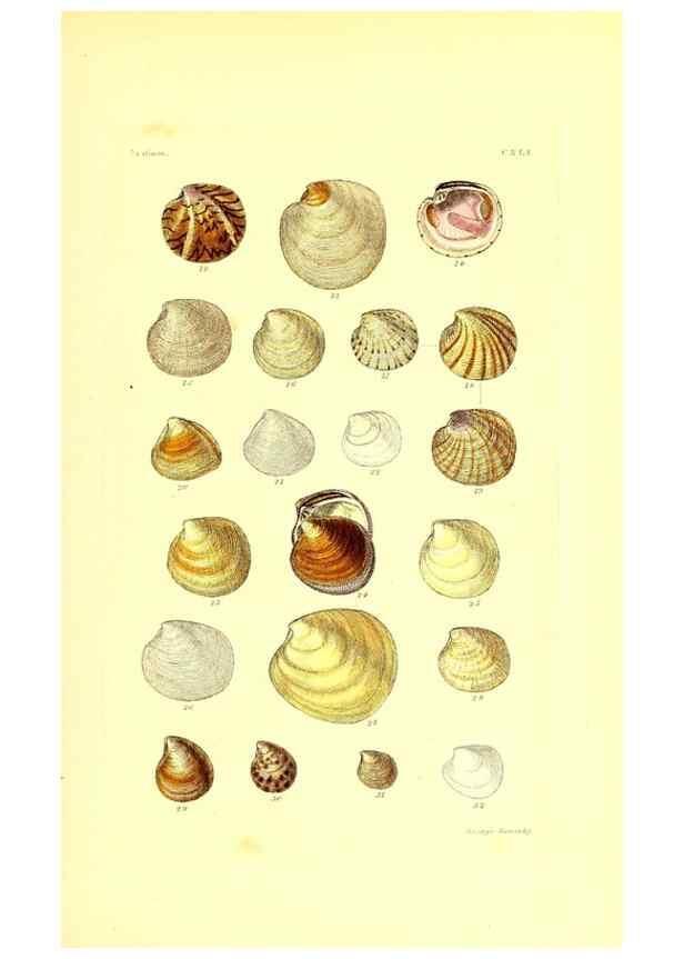 Reproducción/Reproduction 49491923121: Thesaurus conchyliorum, or, Monographs of genera of shells. London :Sowerby ...,1847-1887.. 