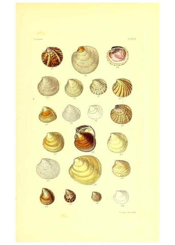 Reproducción/Reproduction 49491923121: Thesaurus conchyliorum, or, Monographs of genera of shells. London :Sowerby ...,1847-1887.. 