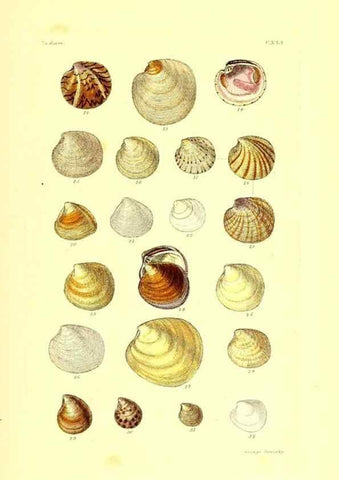 Reproducción/Reproduction 49491923121: Thesaurus conchyliorum, or, Monographs of genera of shells. London :Sowerby ...,1847-1887.. 