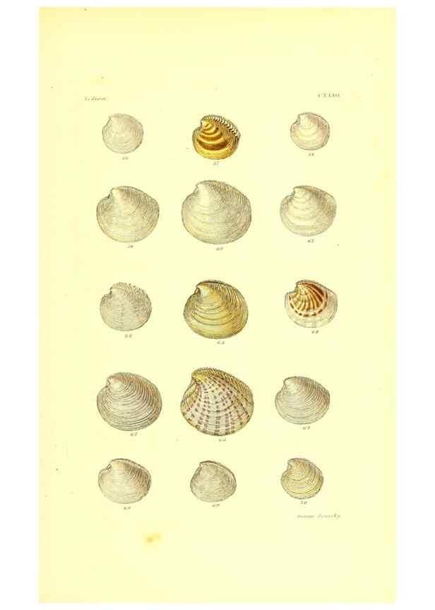 Reproducción/Reproduction 49491925591: Thesaurus conchyliorum, or, Monographs of genera of shells. London :Sowerby ...,1847-1887.. 
