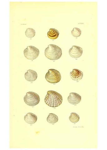 Reproducción/Reproduction 49491925591: Thesaurus conchyliorum, or, Monographs of genera of shells. London :Sowerby ...,1847-1887.. 