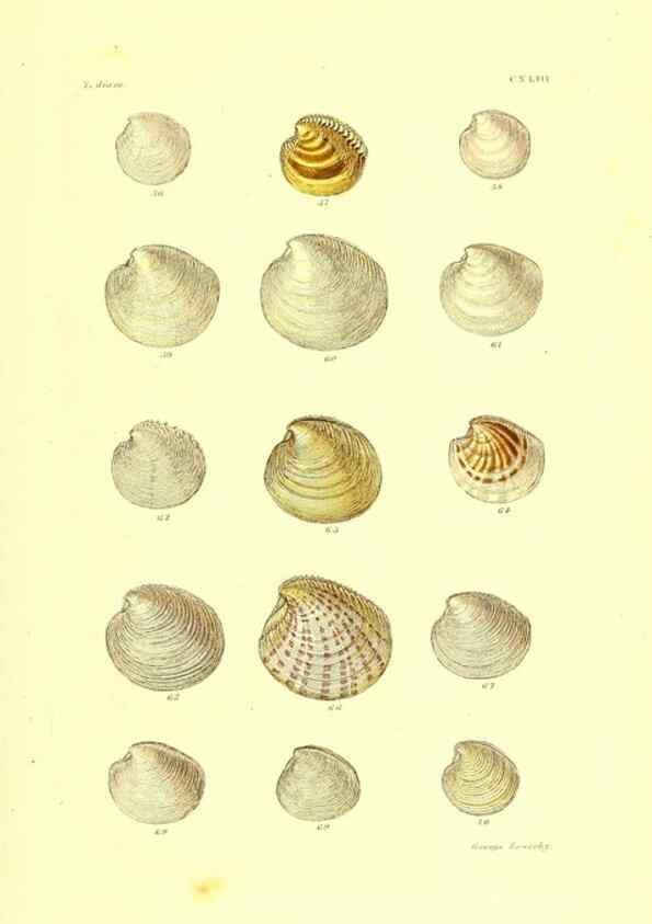 Reproducción/Reproduction 49491925591: Thesaurus conchyliorum, or, Monographs of genera of shells. London :Sowerby ...,1847-1887.. 