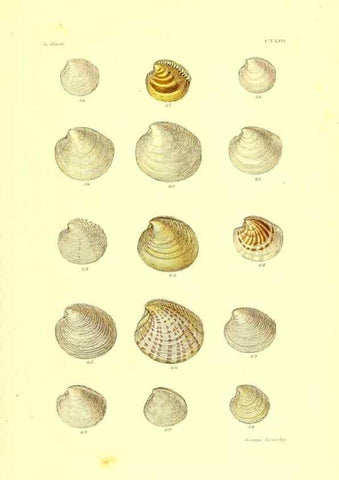 Reproducción/Reproduction 49491925591: Thesaurus conchyliorum, or, Monographs of genera of shells. London :Sowerby ...,1847-1887.. 