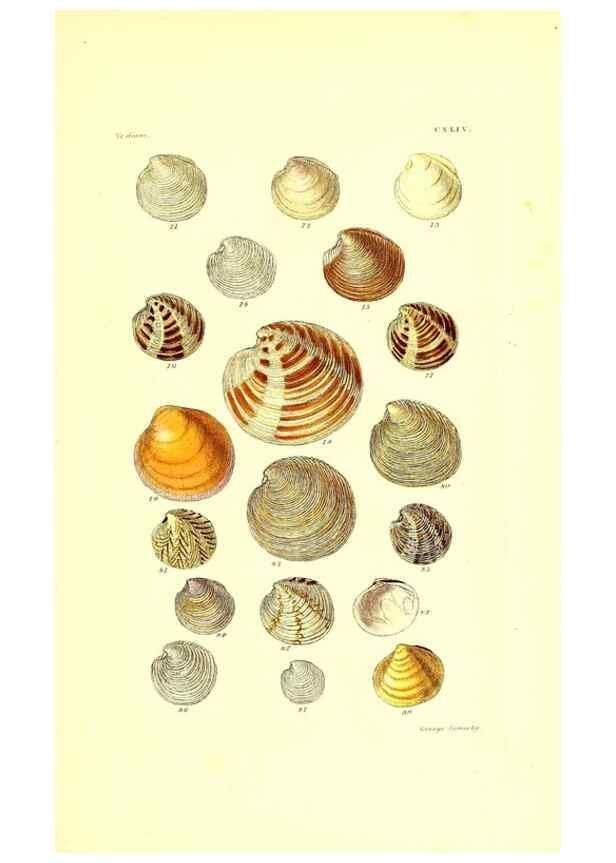 Reproducción/Reproduction 49491424583: Thesaurus conchyliorum, or, Monographs of genera of shells. London :Sowerby ...,1847-1887.. 