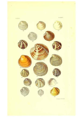 Reproducción/Reproduction 49491424583: Thesaurus conchyliorum, or, Monographs of genera of shells. London :Sowerby ...,1847-1887.. 