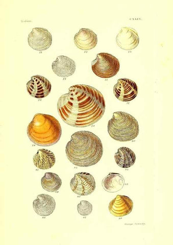 Reproducción/Reproduction 49491424583: Thesaurus conchyliorum, or, Monographs of genera of shells. London :Sowerby ...,1847-1887.. 