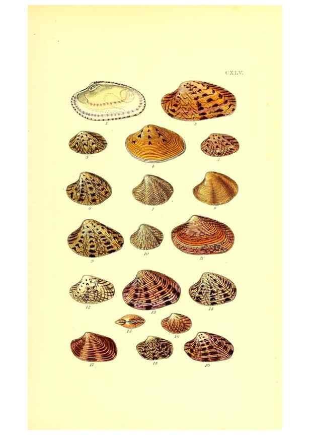 Reproducción/Reproduction 49492135787: Thesaurus conchyliorum, or, Monographs of genera of shells. London :Sowerby ...,1847-1887.. 