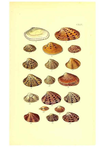 Reproducción/Reproduction 49492135787: Thesaurus conchyliorum, or, Monographs of genera of shells. London :Sowerby ...,1847-1887.. 