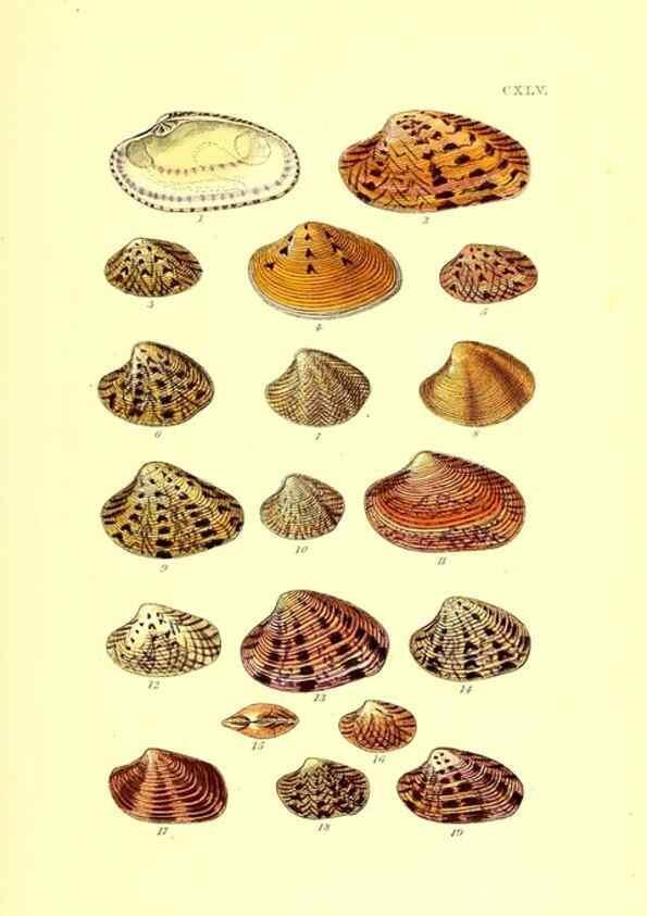 Reproducción/Reproduction 49492135787: Thesaurus conchyliorum, or, Monographs of genera of shells. London :Sowerby ...,1847-1887.. 