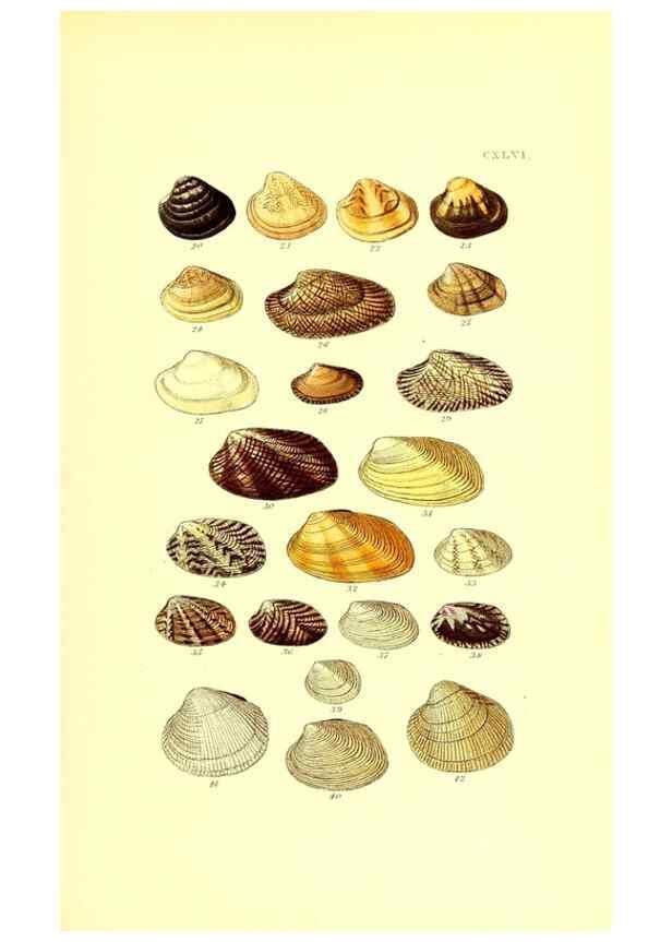 Reproducción/Reproduction 49492136037: Thesaurus conchyliorum, or, Monographs of genera of shells. London :Sowerby ...,1847-1887.. 
