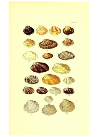 Reproducción/Reproduction 49492136037: Thesaurus conchyliorum, or, Monographs of genera of shells. London :Sowerby ...,1847-1887.. 