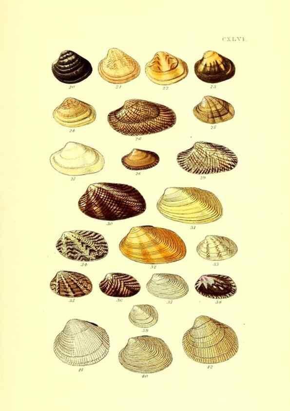 Reproducción/Reproduction 49492136037: Thesaurus conchyliorum, or, Monographs of genera of shells. London :Sowerby ...,1847-1887.. 