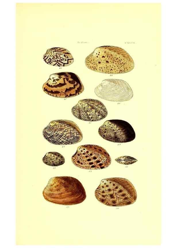 Reproducción/Reproduction 49491425323: Thesaurus conchyliorum, or, Monographs of genera of shells. London :Sowerby ...,1847-1887.. 