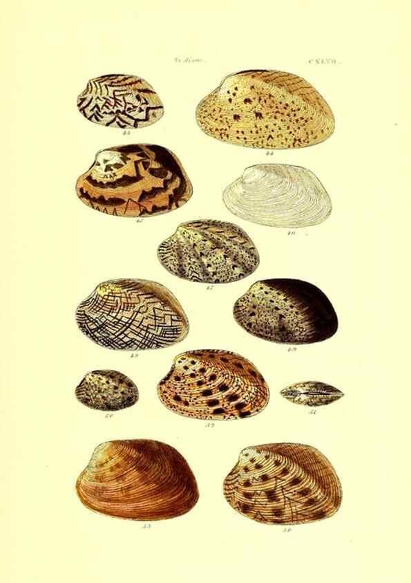 Reproducción/Reproduction 49491425323: Thesaurus conchyliorum, or, Monographs of genera of shells. London :Sowerby ...,1847-1887.. 