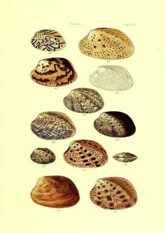 Reproducción/Reproduction 49491425323: Thesaurus conchyliorum, or, Monographs of genera of shells. London :Sowerby ...,1847-1887.. 