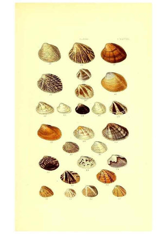 Reproducción/Reproduction 49492136547: Thesaurus conchyliorum, or, Monographs of genera of shells. London :Sowerby ...,1847-1887.. 
