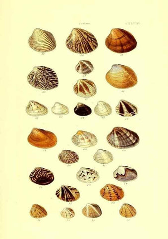 Reproducción/Reproduction 49492136547: Thesaurus conchyliorum, or, Monographs of genera of shells. London :Sowerby ...,1847-1887.. 