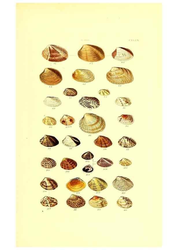 Reproducción/Reproduction 49491926921: Thesaurus conchyliorum, or, Monographs of genera of shells. London :Sowerby ...,1847-1887.. 