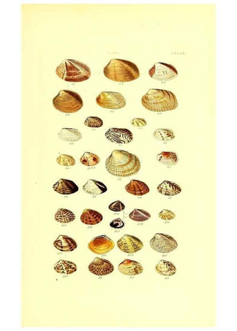 Reproducción/Reproduction 49491926921: Thesaurus conchyliorum, or, Monographs of genera of shells. London :Sowerby ...,1847-1887.. 