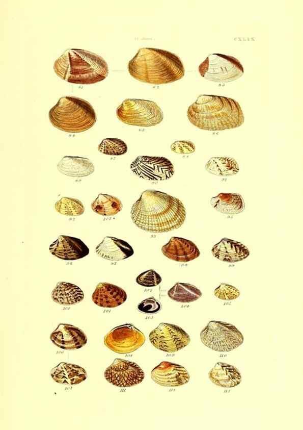 Reproducción/Reproduction 49491926921: Thesaurus conchyliorum, or, Monographs of genera of shells. London :Sowerby ...,1847-1887.. 