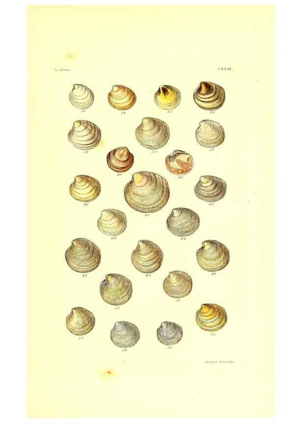 Reproducción/Reproduction 49492135072: Thesaurus conchyliorum, or, Monographs of genera of shells. London :Sowerby ...,1847-1887.. 