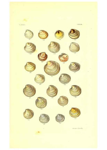 Reproducción/Reproduction 49492135072: Thesaurus conchyliorum, or, Monographs of genera of shells. London :Sowerby ...,1847-1887.. 