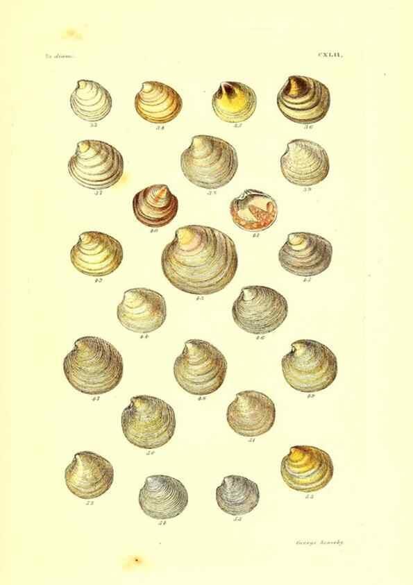 Reproducción/Reproduction 49492135072: Thesaurus conchyliorum, or, Monographs of genera of shells. London :Sowerby ...,1847-1887.. 