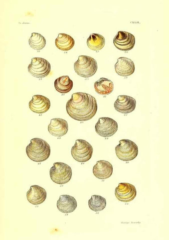 Reproducción/Reproduction 49492135072: Thesaurus conchyliorum, or, Monographs of genera of shells. London :Sowerby ...,1847-1887.. 