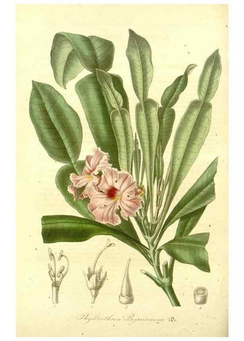 Reproducción/Reproduction 49492456087: Flore des serres et des jardins de l'Europe. A Gand :chez Louis van Houtte, eÌditeur,1845-1880.. 