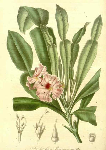 Reproducción/Reproduction 49492456087: Flore des serres et des jardins de l'Europe. A Gand :chez Louis van Houtte, eÌditeur,1845-1880.. 
