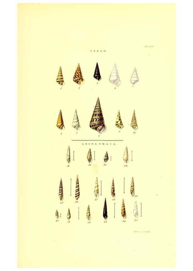 Reproducción/Reproduction 49492141677: Thesaurus conchyliorum, or, Monographs of genera of shells. London :Sowerby ...,1847-1887.. 