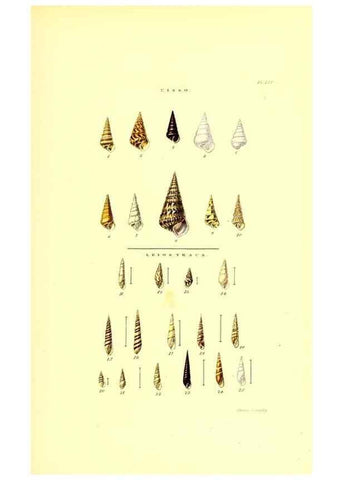 Reproducción/Reproduction 49492141677: Thesaurus conchyliorum, or, Monographs of genera of shells. London :Sowerby ...,1847-1887.. 