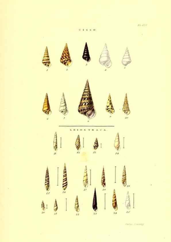 Reproducción/Reproduction 49492141677: Thesaurus conchyliorum, or, Monographs of genera of shells. London :Sowerby ...,1847-1887.. 
