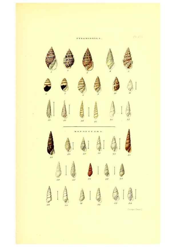 Reproducción/Reproduction 49491932481: Thesaurus conchyliorum, or, Monographs of genera of shells. London :Sowerby ...,1847-1887.. 